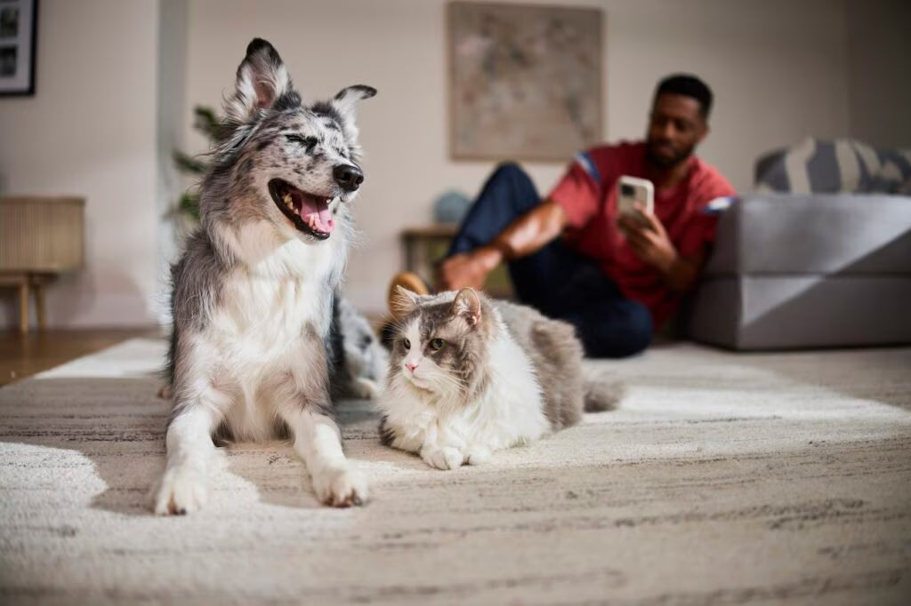 What Makes a Candle “Pet-Friendly”?